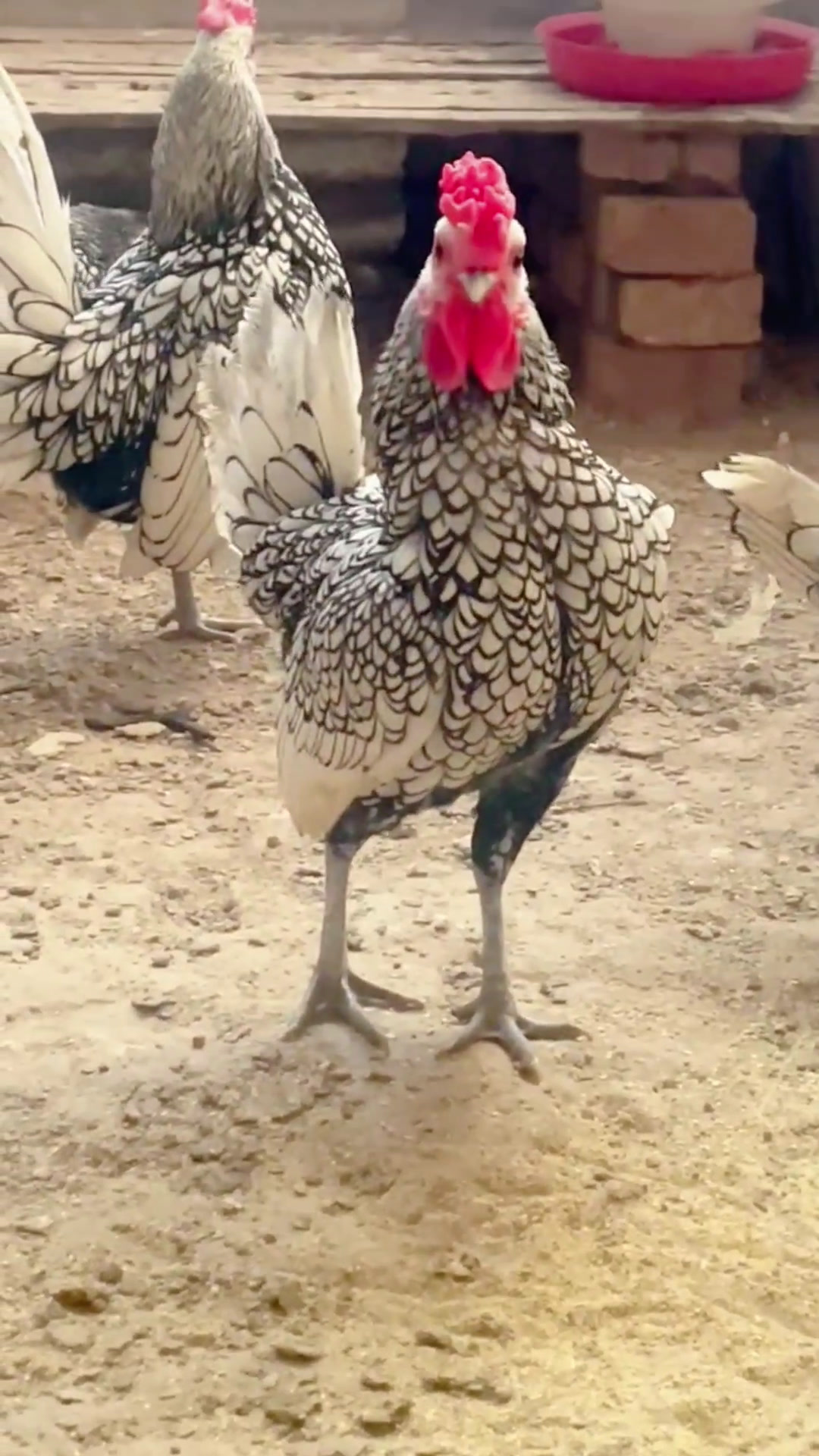 黑白花波兰鸡观赏鸡美观大方