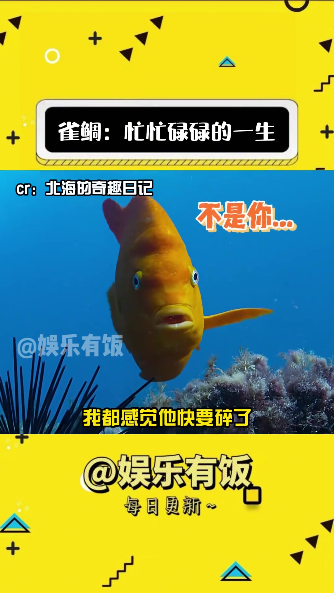 别把咱鲷哥给累瘫了(素材:)娱乐评论大赏 海底世界 海胆 搞笑 海洋生物