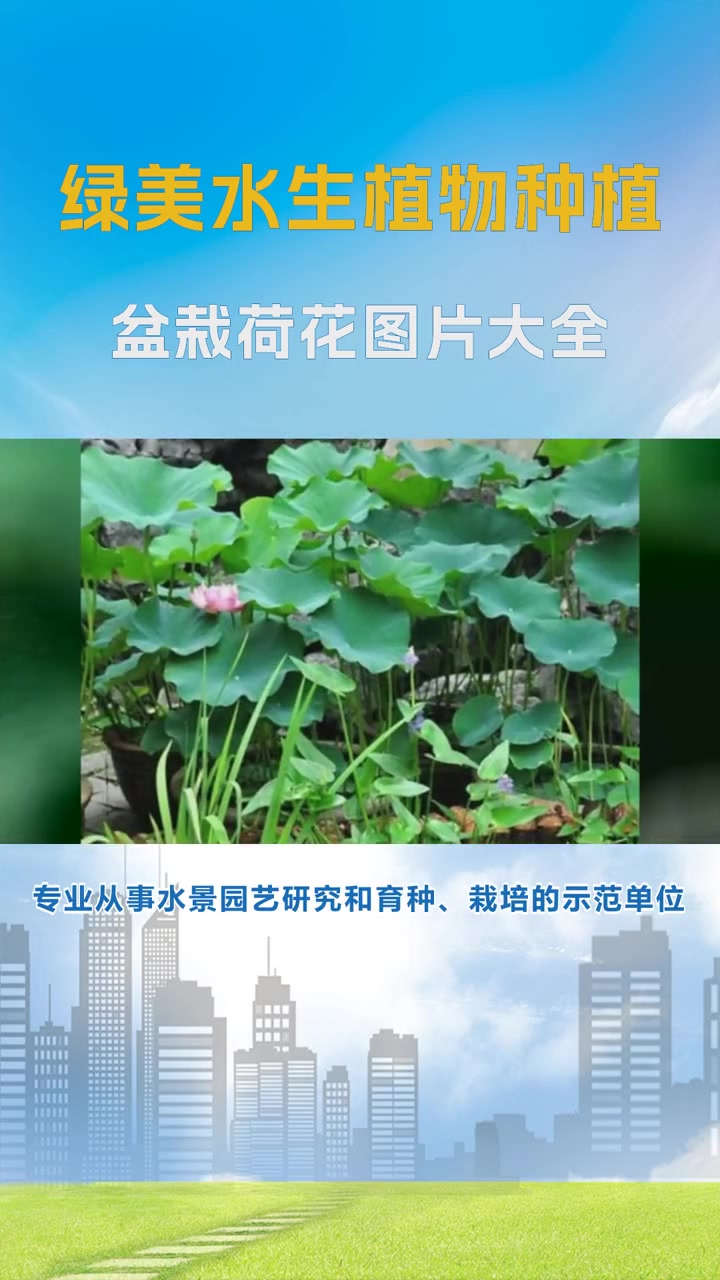 盆栽荷花图 盆栽荷花图片大全 盆栽荷花图