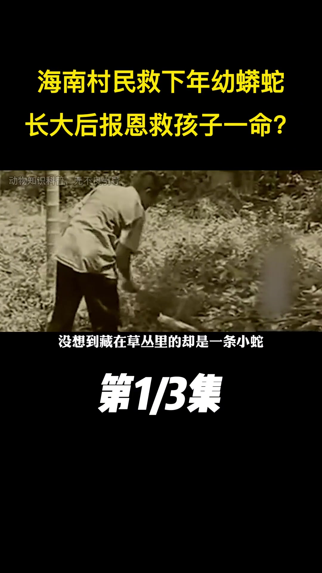 海南村民救年幼蟒蛇,蟒蛇长大后报答恩情,看家护院救小孩一命?