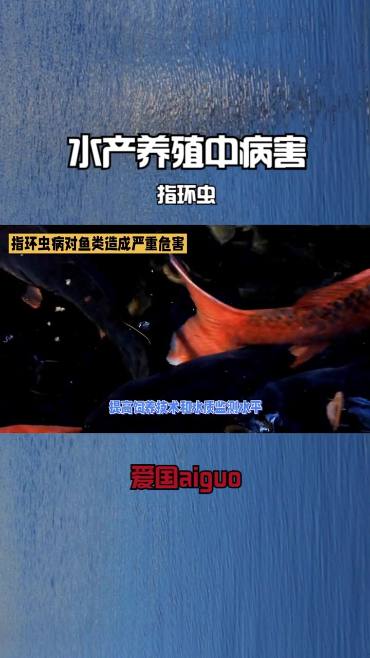 水产养殖中病害 指环虫 水产养殖技术 水产养殖知识分享 三农流量扶持计划 鱼苗养殖 罗非鱼