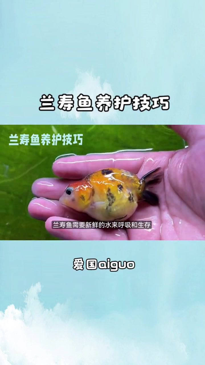 兰寿鱼养护技巧 兰寿金鱼 兰寿 兰寿观赏鱼 泰狮兰寿 养鱼日记 养鱼人 水族箱 水族爱好者