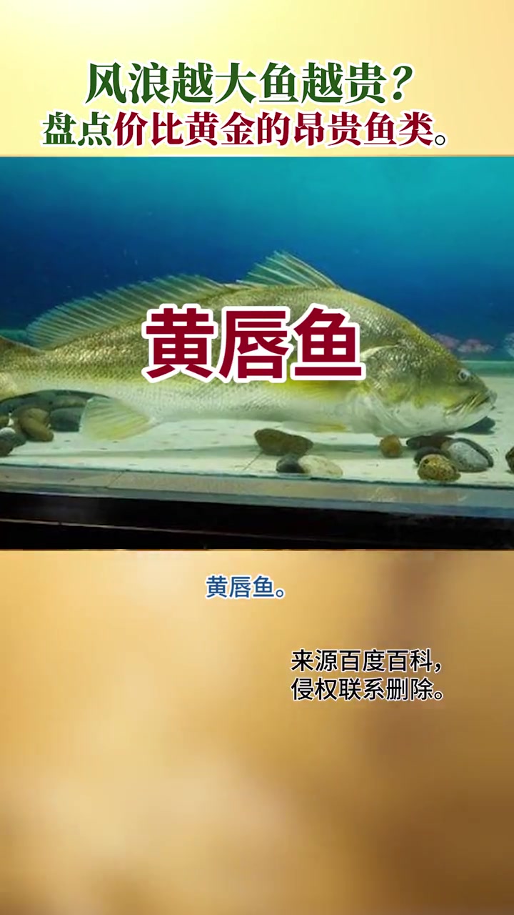 风浪越大鱼越贵?盘点价比黄金的昂贵鱼类。风浪越大鱼越贵 最贵的鱼 科普 渔业捕捞