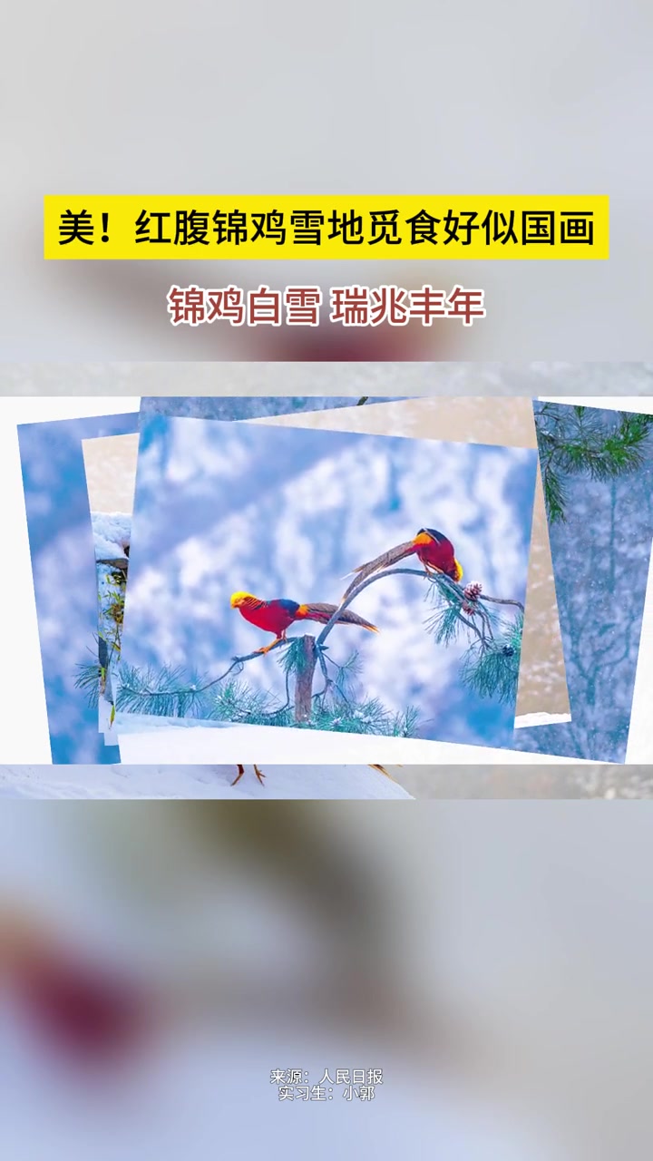 美!红腹锦鸡雪地觅食好似国画!