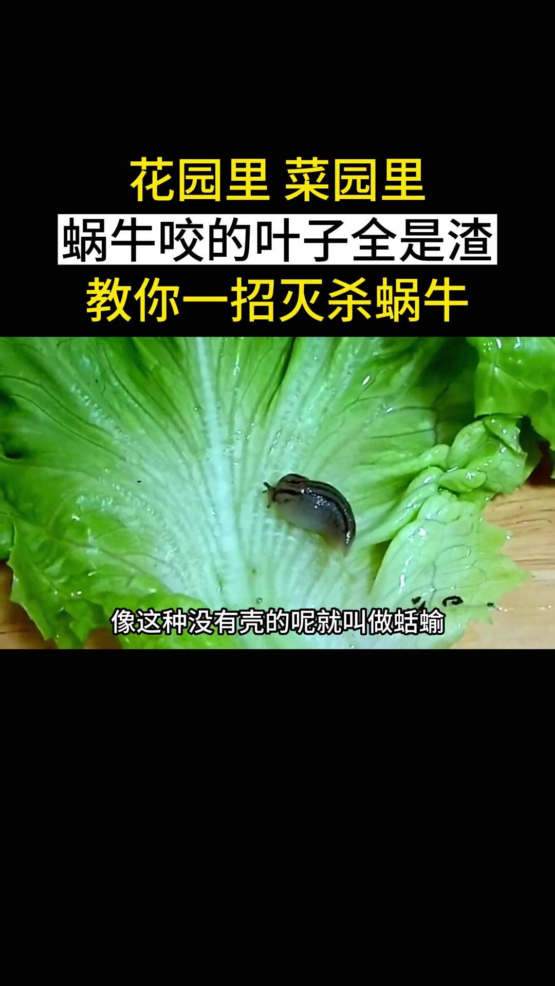 花园里 菜园里 蜗牛咬的叶子全是渣,教你一招灭杀蜗牛 蜗牛 蜗牛药 除蜗牛 种菜 三农 种
