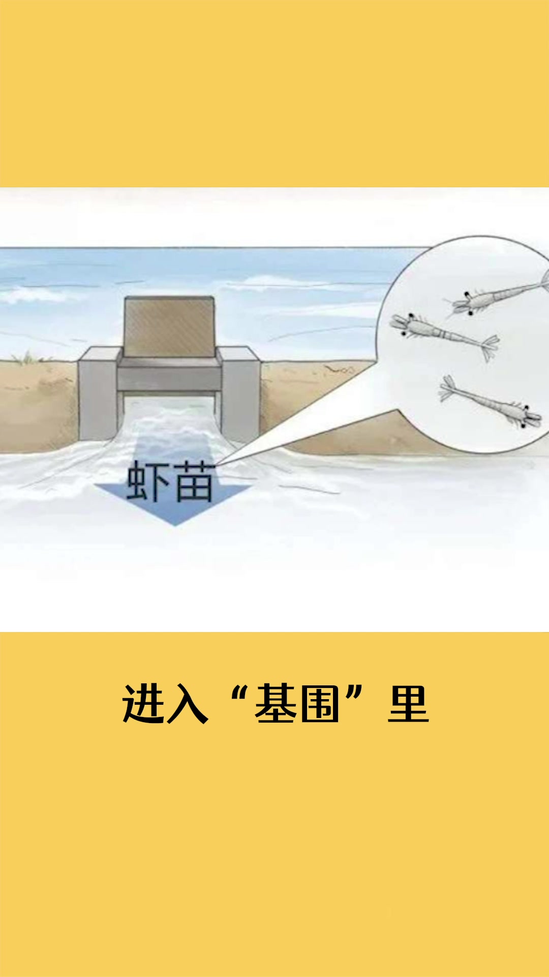 基围里的虾,就叫基围虾