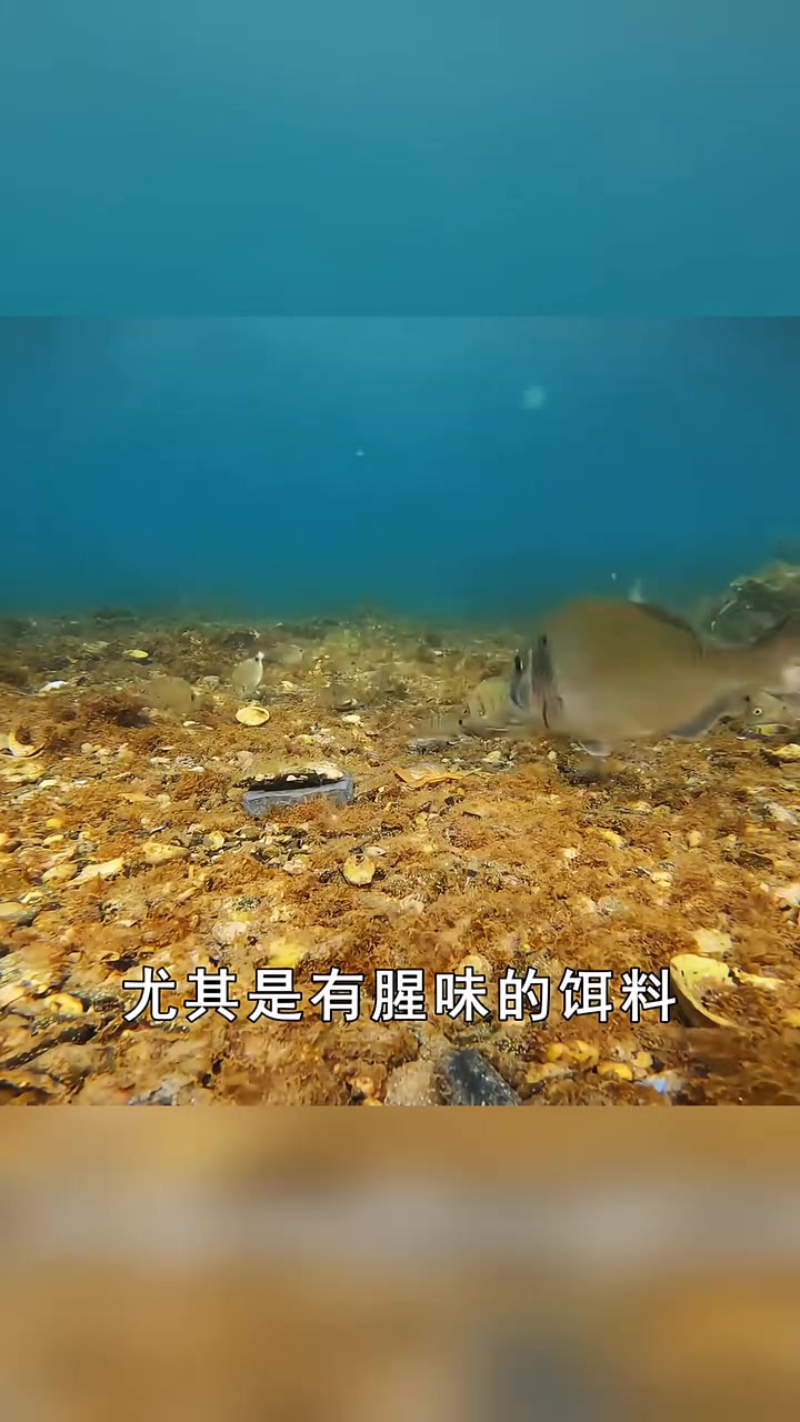 白条到底是什么鱼?让钓鱼人恨之入骨?
