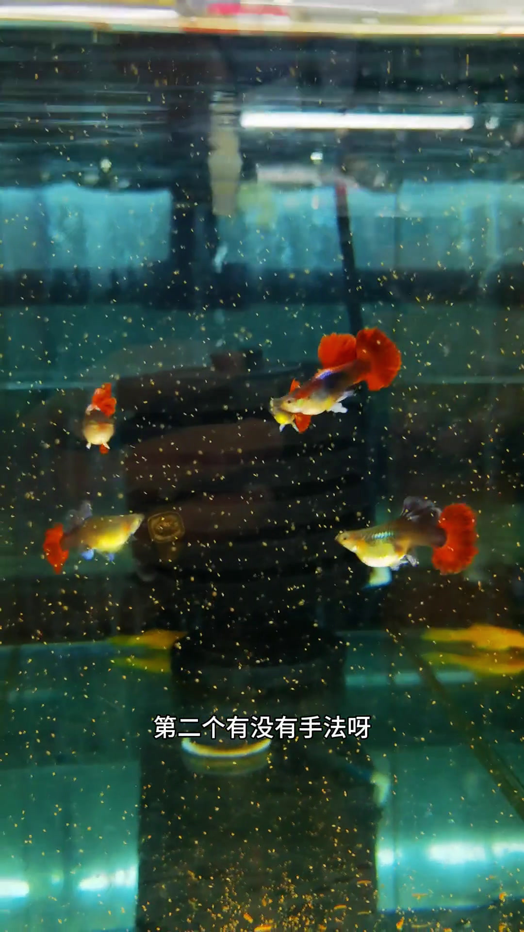 小扇子孔雀鱼招人爱。