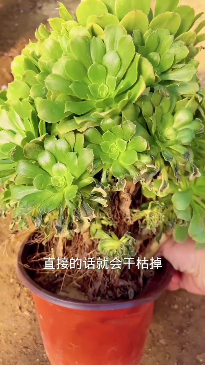 冻伤的法师先不要晒太阳,一定放阴凉通风的地方缓一缓,不然叶子会直接干枯掉的 