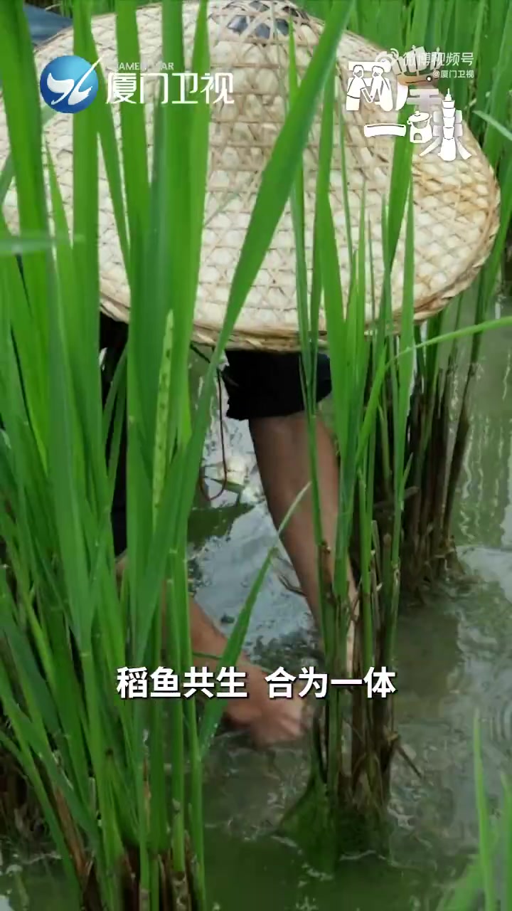 「美食纪录片两岸一味 沸腾吧石头丨广西洞头石头鱼」石烹,一种可追溯至石器时代的烹饪方式。广