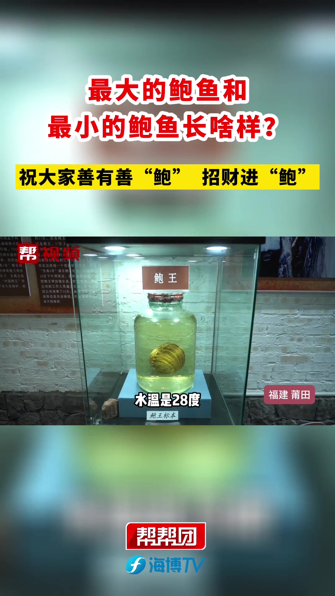 最大的鲍鱼和最小的鲍鱼长啥样?来这个鲍鱼博物馆看看