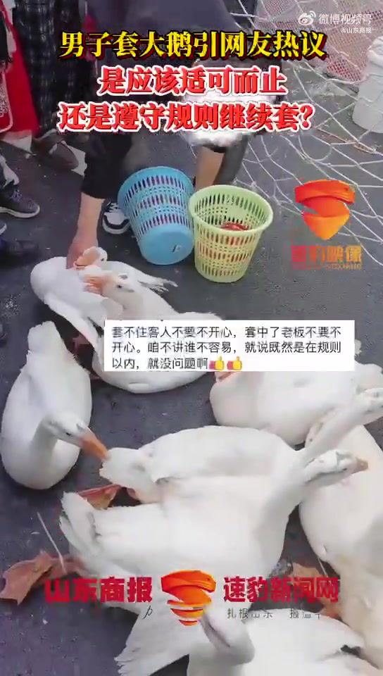 「男子套圈套中十几只大鹅引热议」2月13日,安徽黄山。男子在地摊套圈几乎“百发百中”,一口