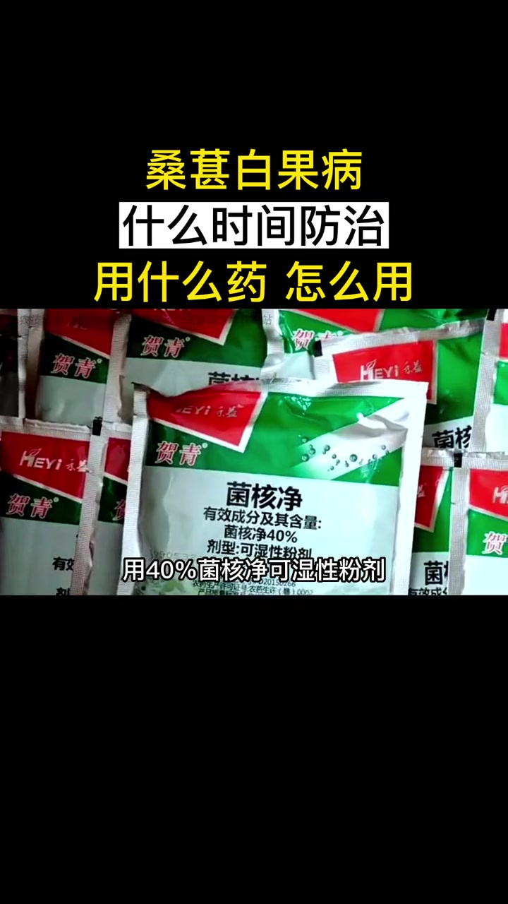 桑葚白果病,是桑葚种植过程中危害最为严重的病害。白果病的病原物为核盘菌,也叫菌核病。白果病