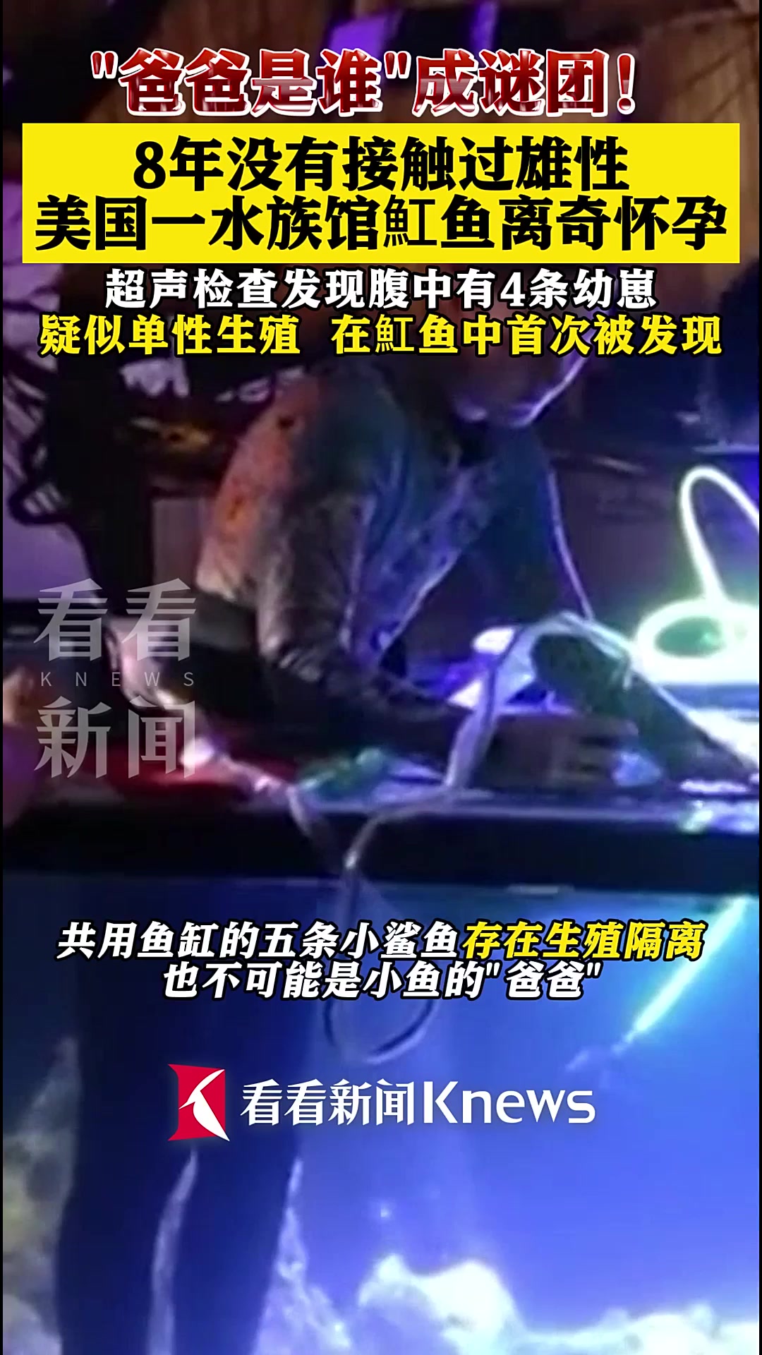 “爸爸是谁”成谜团!美国一水族馆内魟鱼离奇怀孕