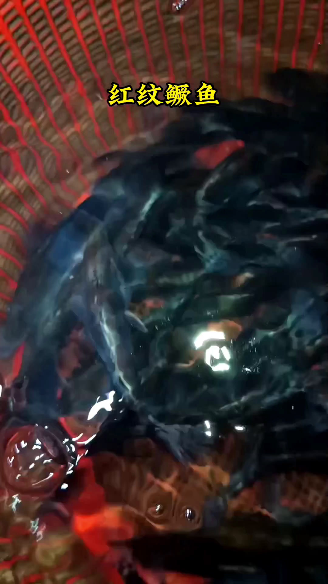 优质红纹鳜鱼苗桂花鱼苗鲑鱼苗老虎鱼苗季花鱼苗