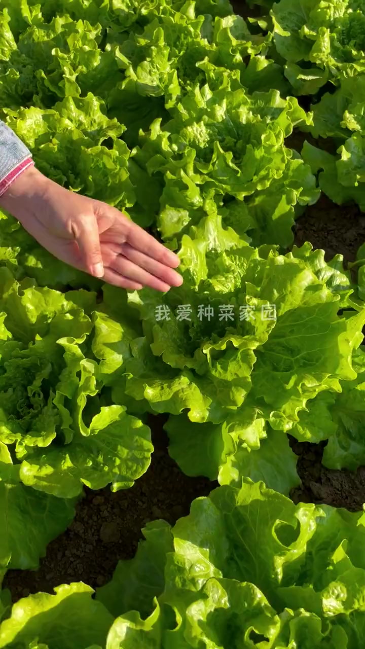 意大利生菜个头大,口感甜,喜欢吃生菜的,种它就对了 种植的乐趣 我的菜园子 自己种菜 意大