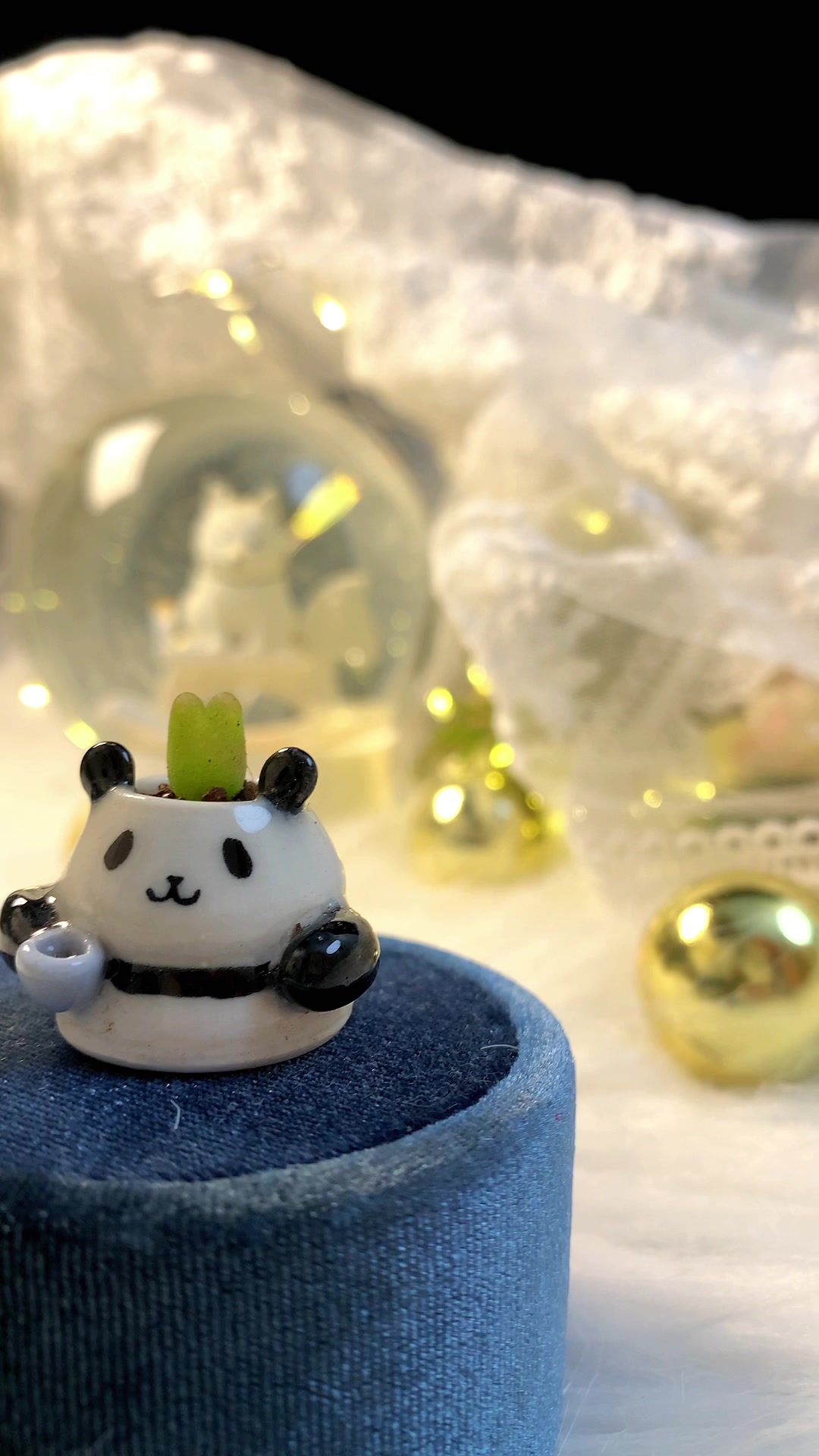 小多肉的艺术照也太可爱了吧