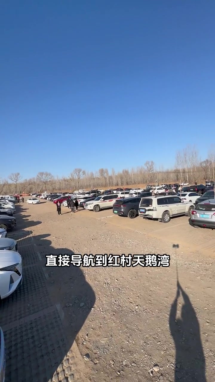 希望大家共同维护良好的生态环境。千万不要把天鹅再吓跑了 生态环境 天鹅到家 红村天鹅湾 宣