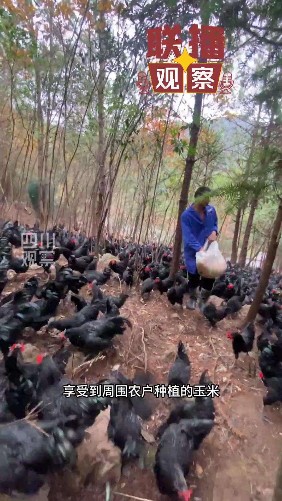 联播观察|这年头,鸡也戴“眼镜”?