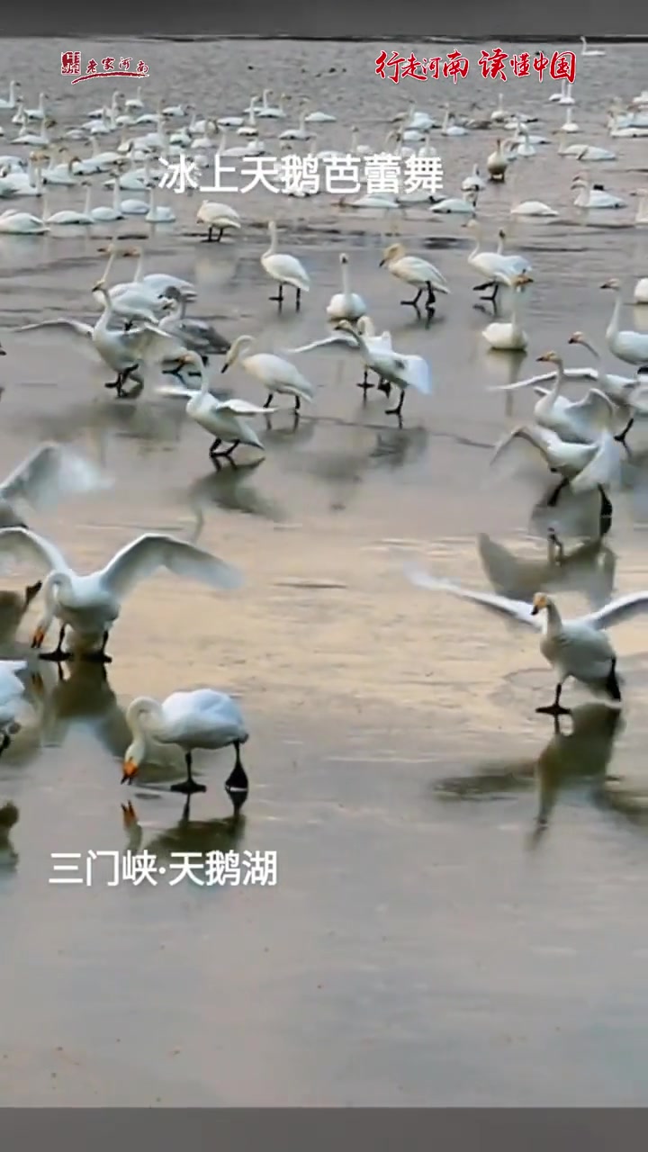 行走河南·读懂中国|气温下降,水面结冰,天鹅湖里开始上演花式芭蕾舞!行走河南读懂中国 老家