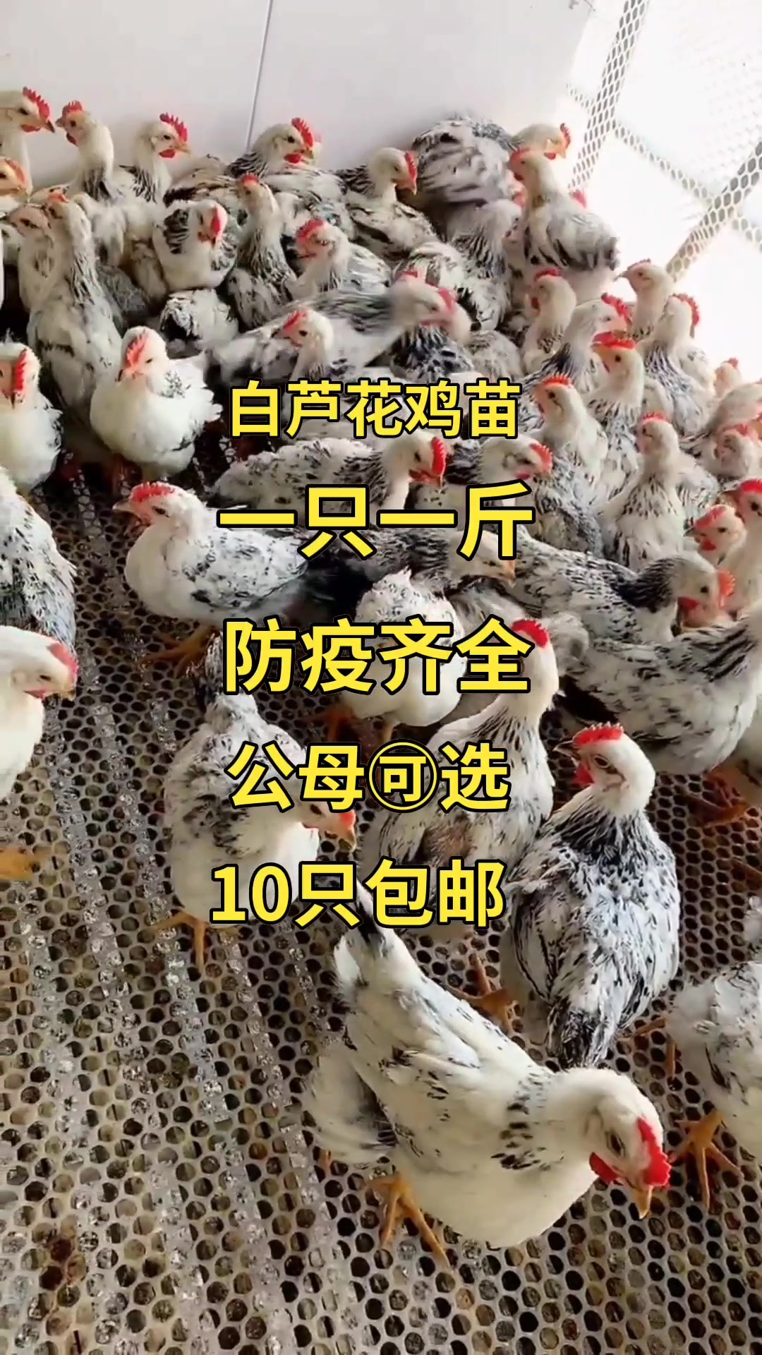 脱温白芦花鸡苗稻花鸡