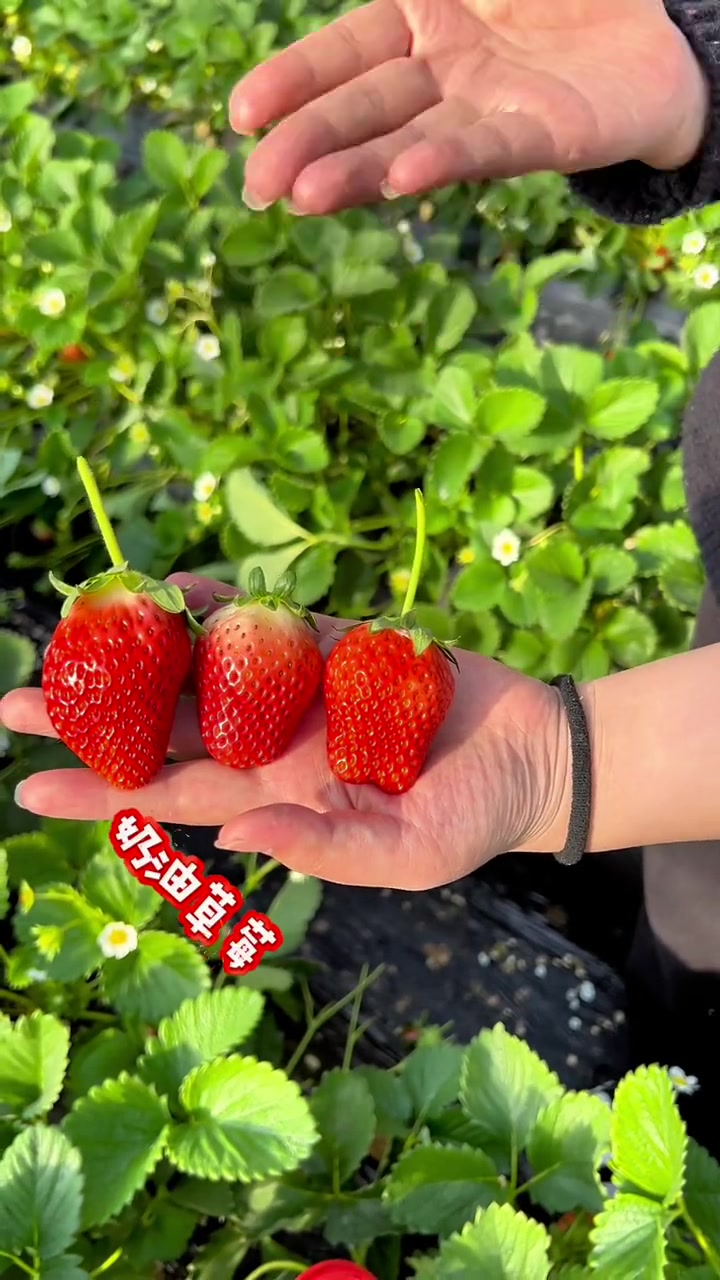 今天假期最后一天啦,抓紧出去玩,不然明天你只能看着别人出去玩啦。草莓采摘园 亲子采摘 草莓
