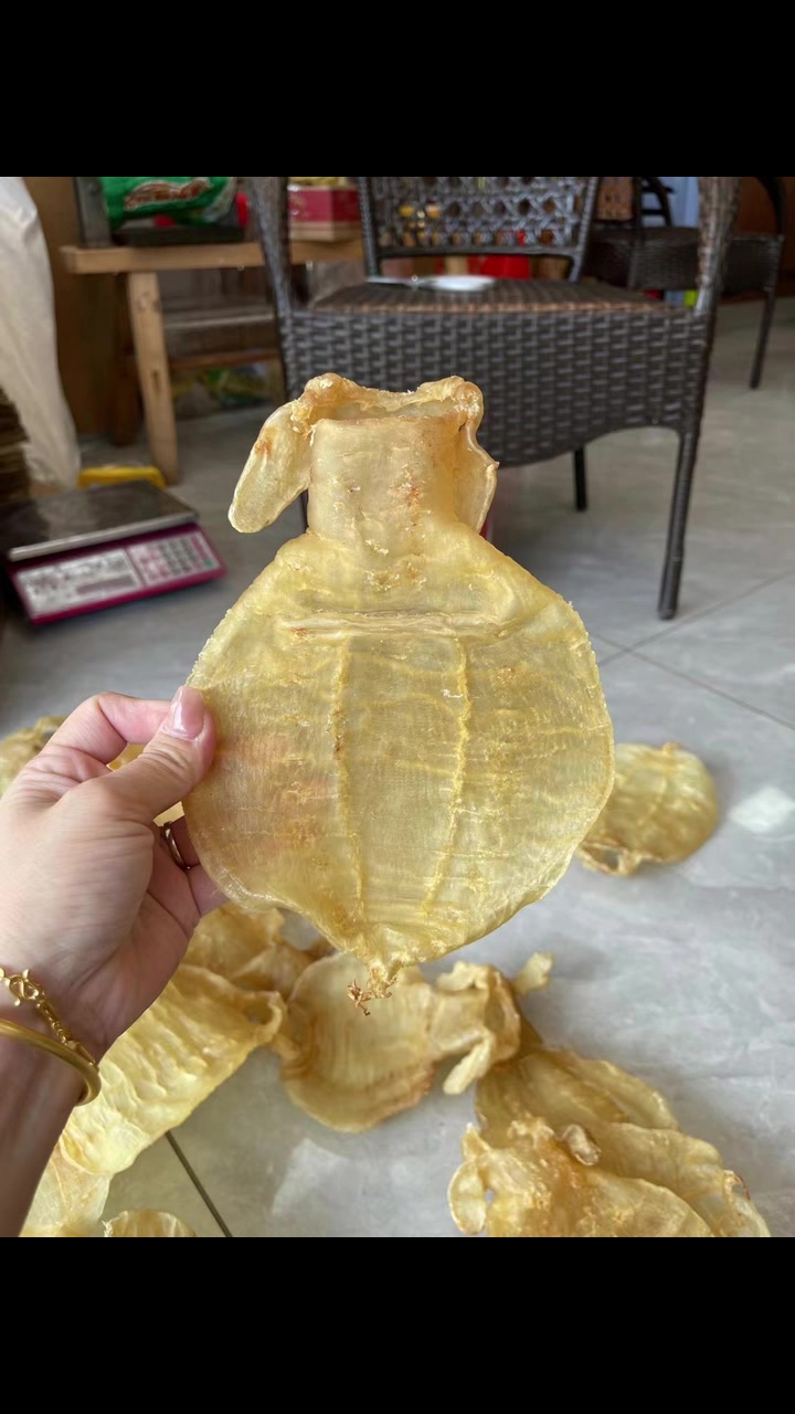 珍藏版野生金兰赤嘴大补气血的鱼胶,功效一等一名贵品种之一