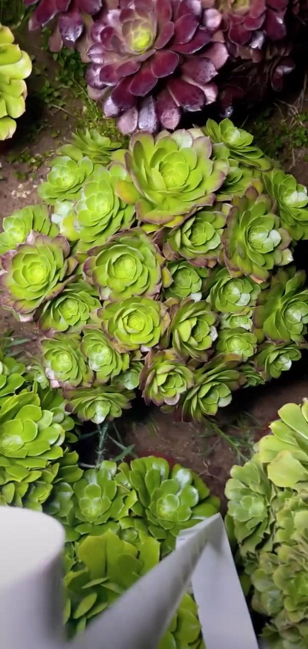 我推荐了 多肉法师,快来看看!