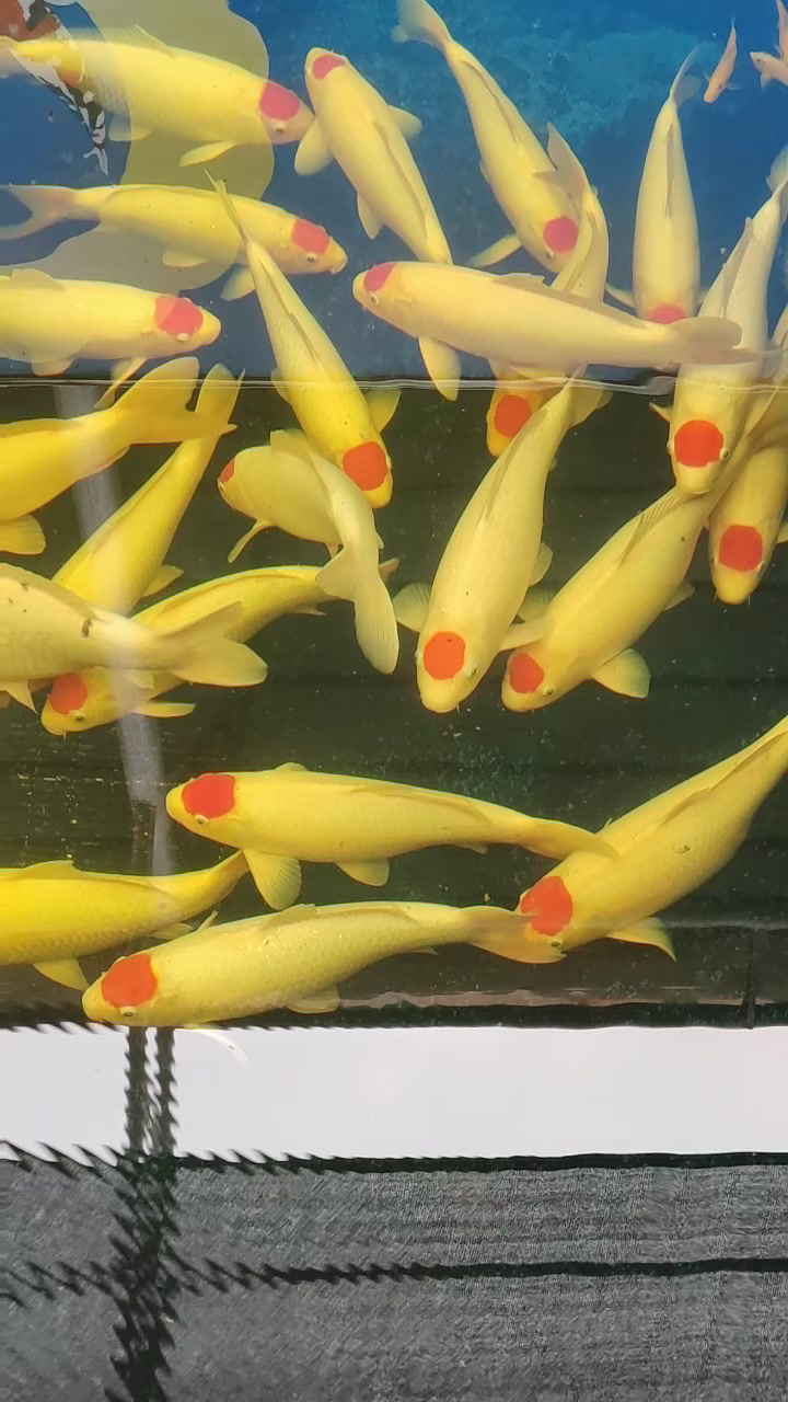 纯种精品日本锦鲤活体观赏鱼,大型观赏鱼,鸿运当头,丹顶锦鲤