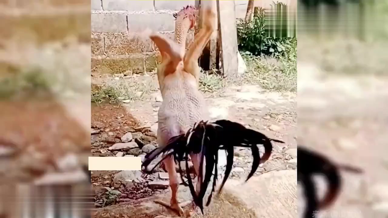 偶遇一只被拔了毛的公鸡,这是准备自己下锅煮了吗