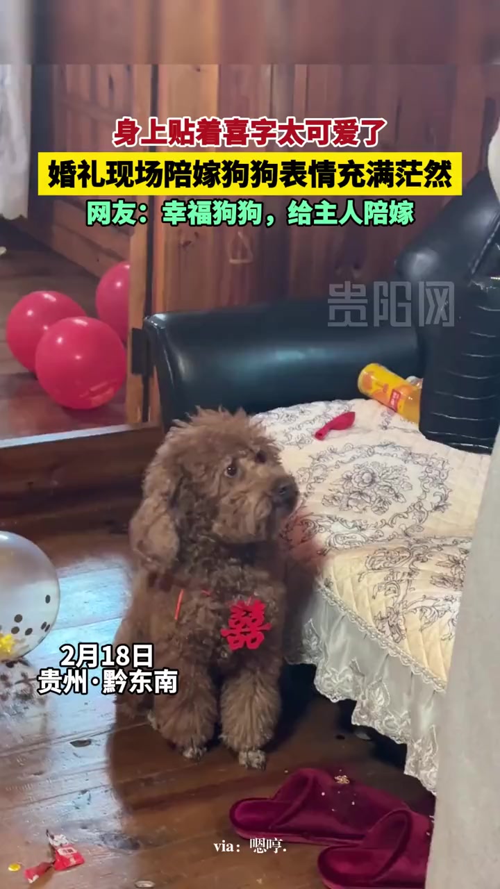 身上贴着喜字太可爱了!婚礼现场陪嫁狗狗表情充满茫然 网友:幸福狗狗,给主人陪嫁 陪嫁狗狗 