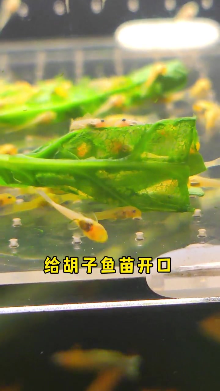 黄金胡子鱼苗喂食方法～黄金胡子 养鱼日志 观赏鱼 萌宠