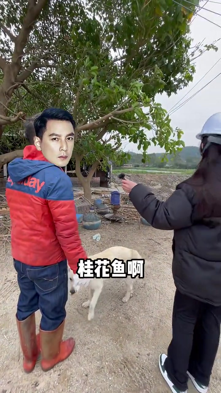 塘主养桂花鱼亩产超过5000斤?他是怎么做到的?有水产养殖的塘主知道吗?桂花鱼养殖 清塘邦