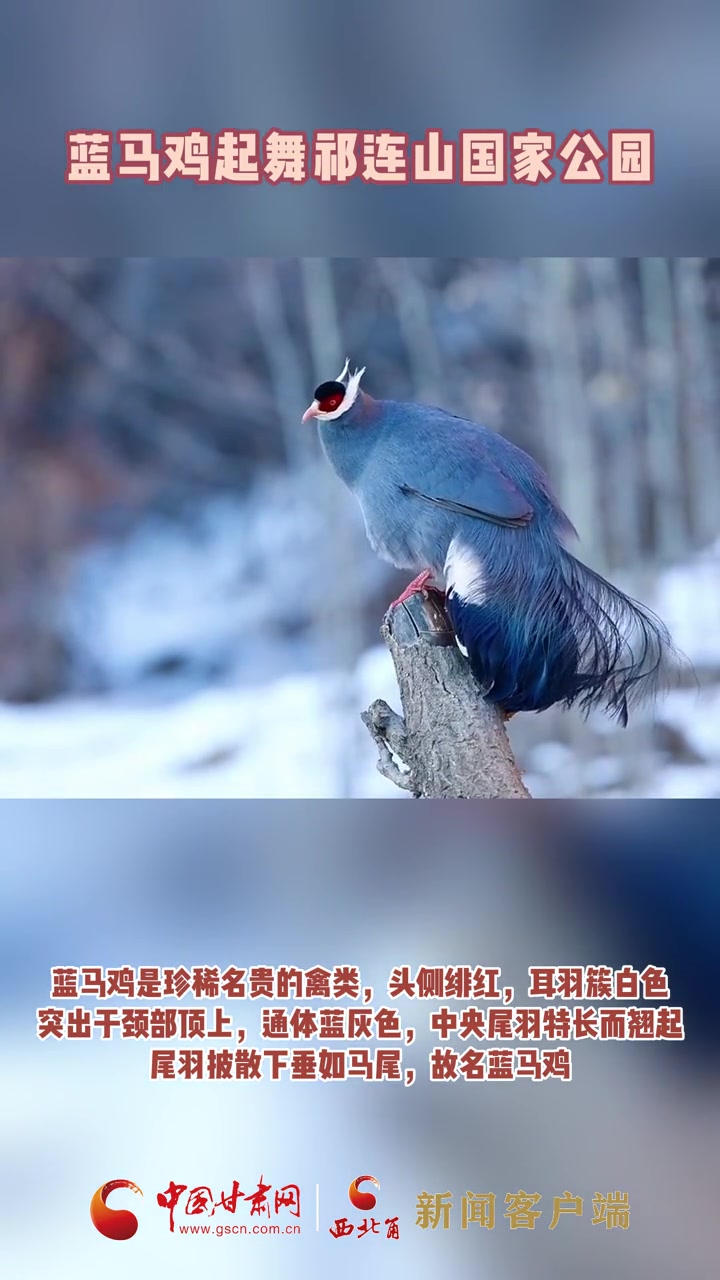 蓝马鸡起舞 祁连山 国家公园