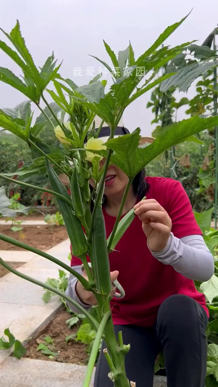 水果秋葵产量高,真是从春到冬摘不完 种植的乐趣 我的菜园子 蔬菜种子 秋葵