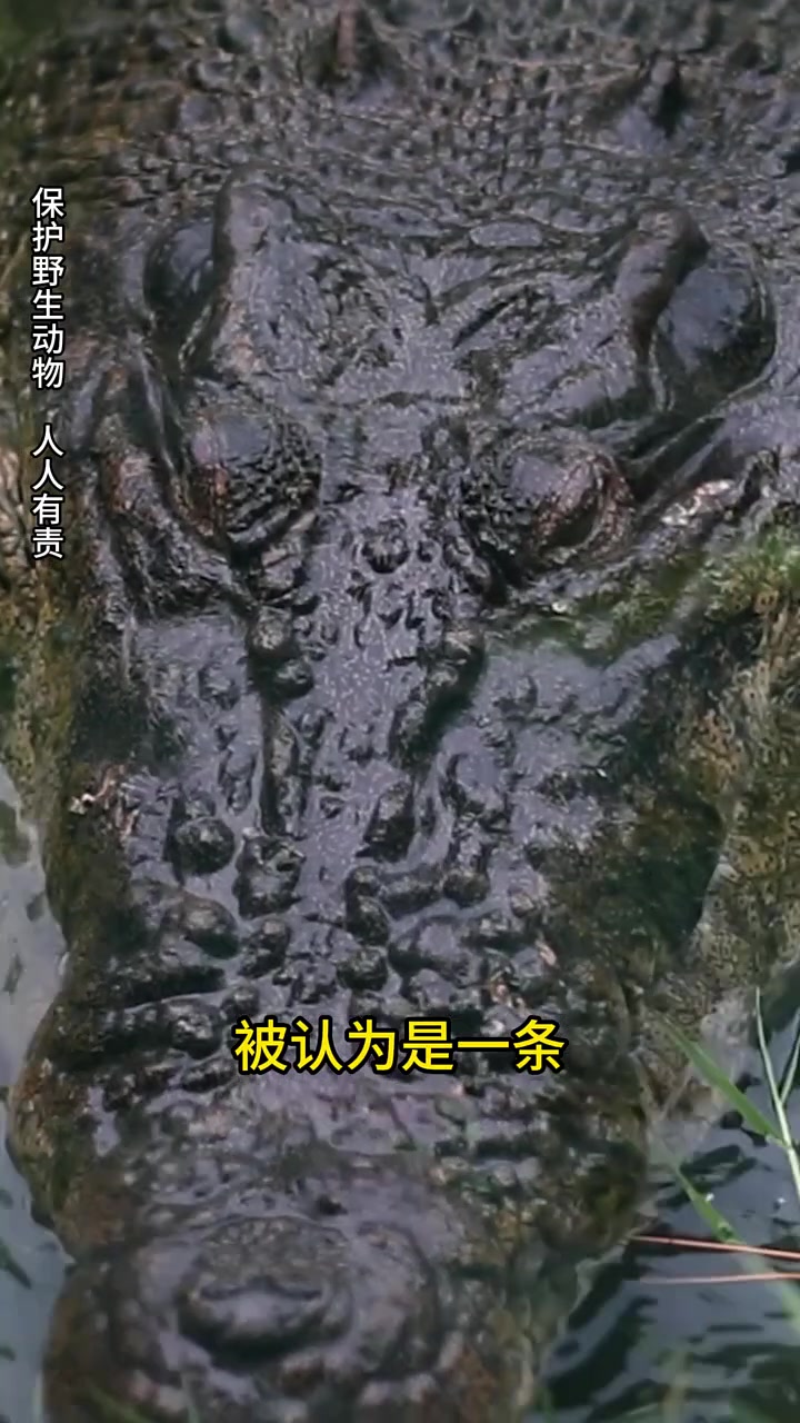 不同的鳄鱼外形天差地别!世界上最大的鳄鱼你知道是什么吗?生态教授一个视频告诉你!