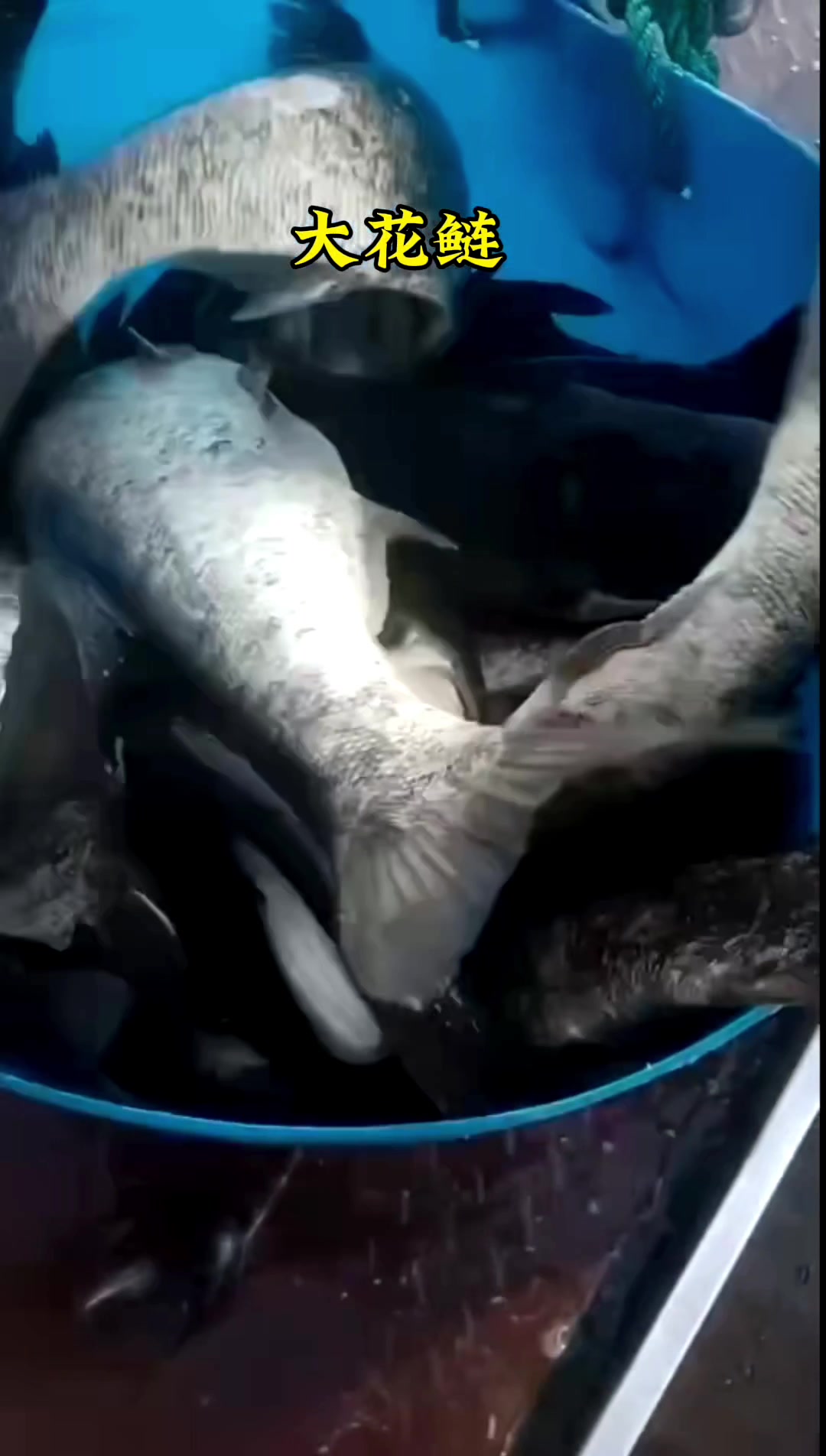 大规格花鲢鱼苗大头鱼苗胖头鱼苗鲢鳙鱼苗雄鱼苗