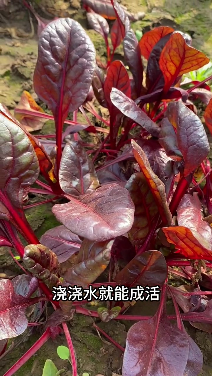 红菠菜富含花青素,和普通菠菜种植有何区别?