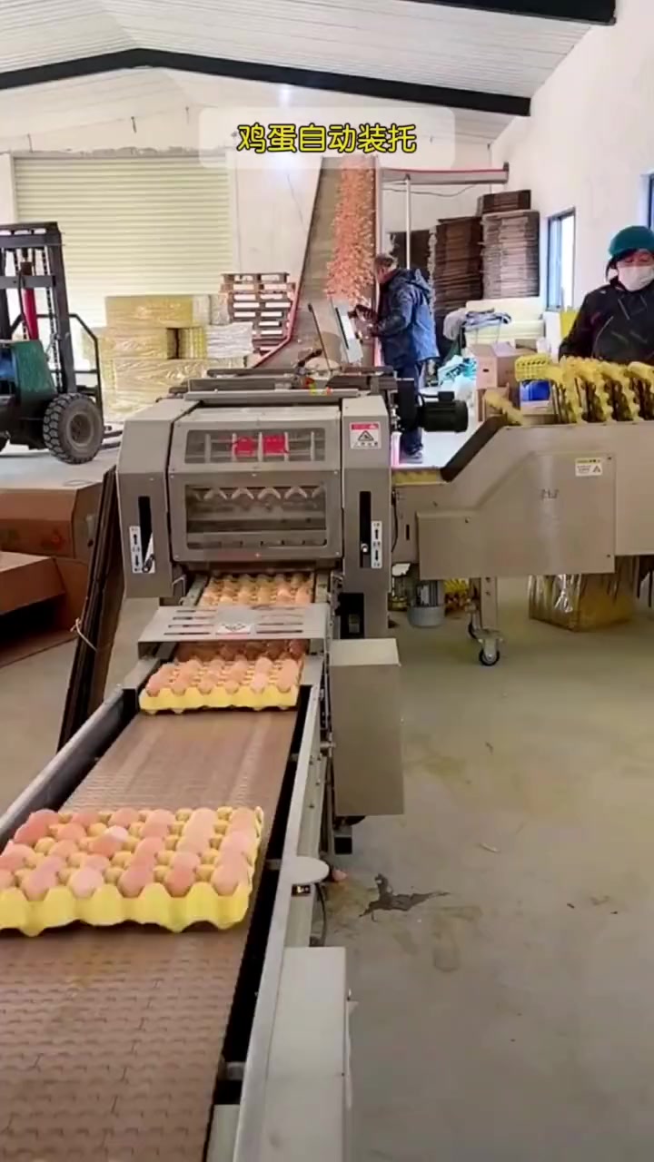 鸡蛋自动装托 蛋托机 非标自动化 自动化 自动装托