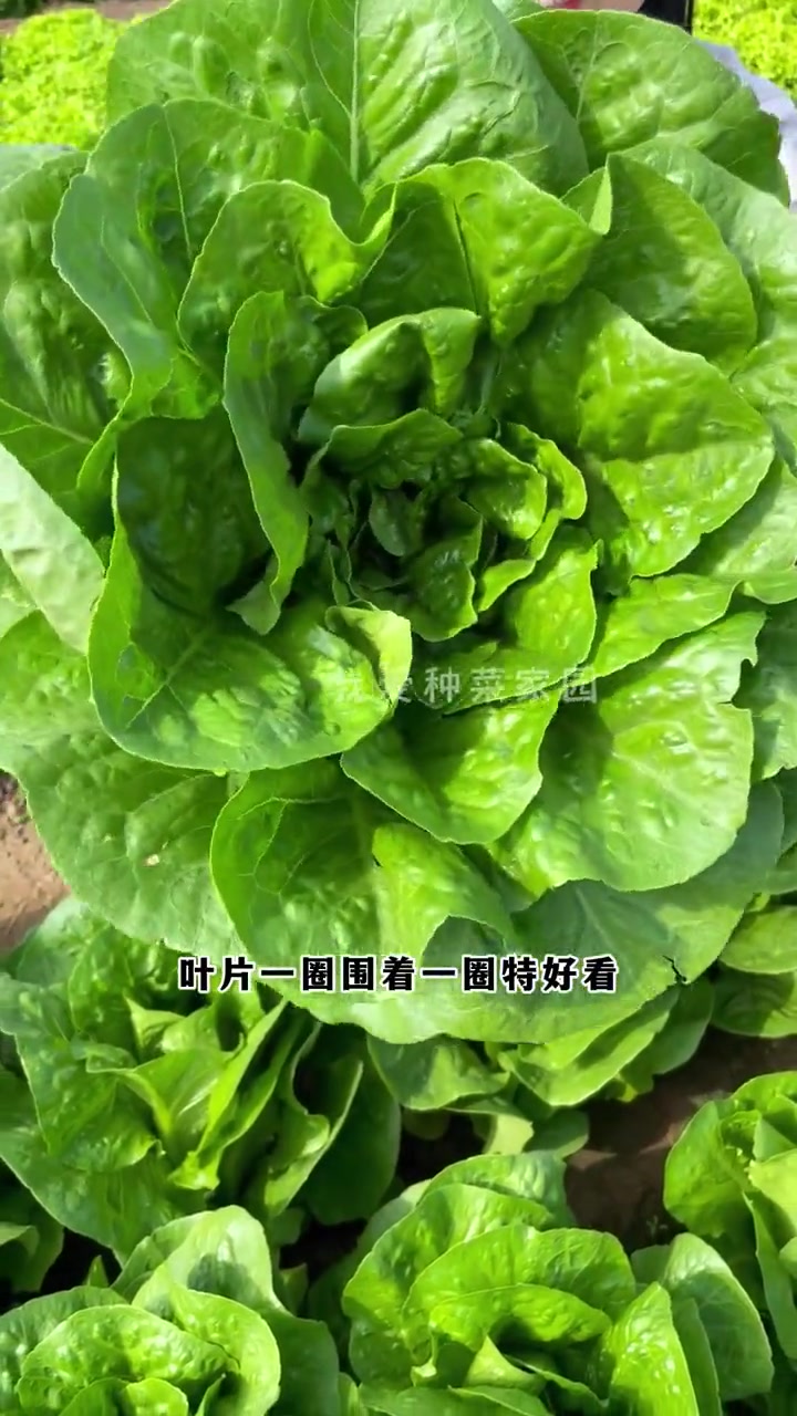 大罗马生菜,比大白菜还要大,春天高低种几棵 种植的乐趣 我的菜园子 生菜 绿色蔬菜