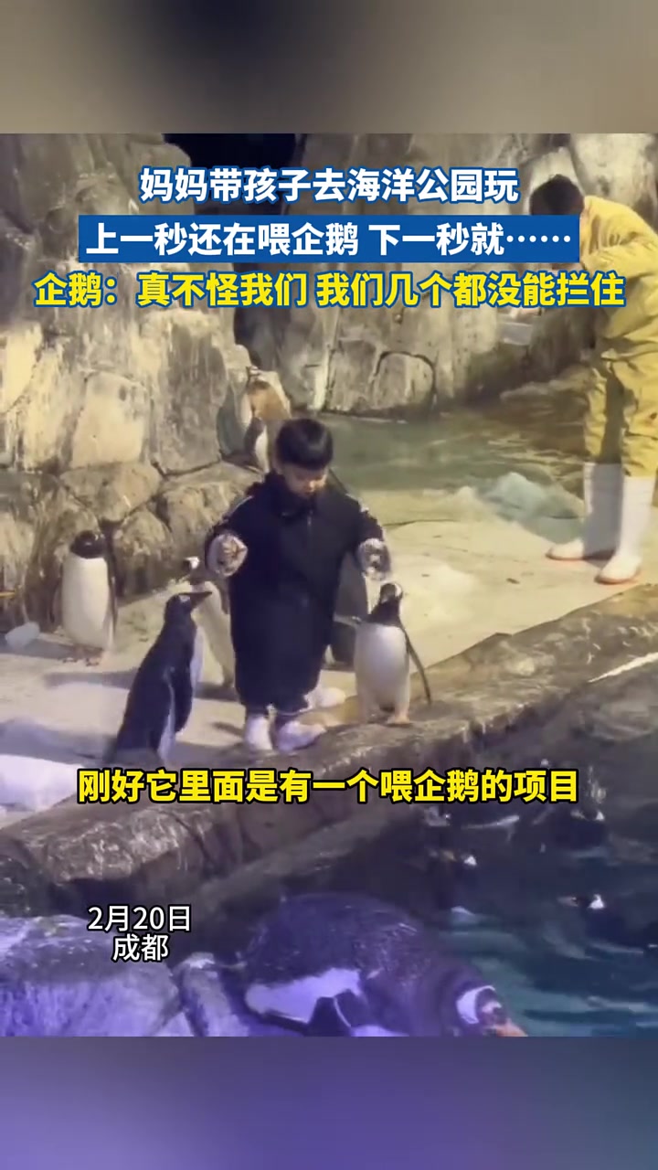 妈妈带孩子去海洋公园玩,上一秒还在喂企鹅 下一秒就……企鹅:真不怪我们 我们几个都没能拦住