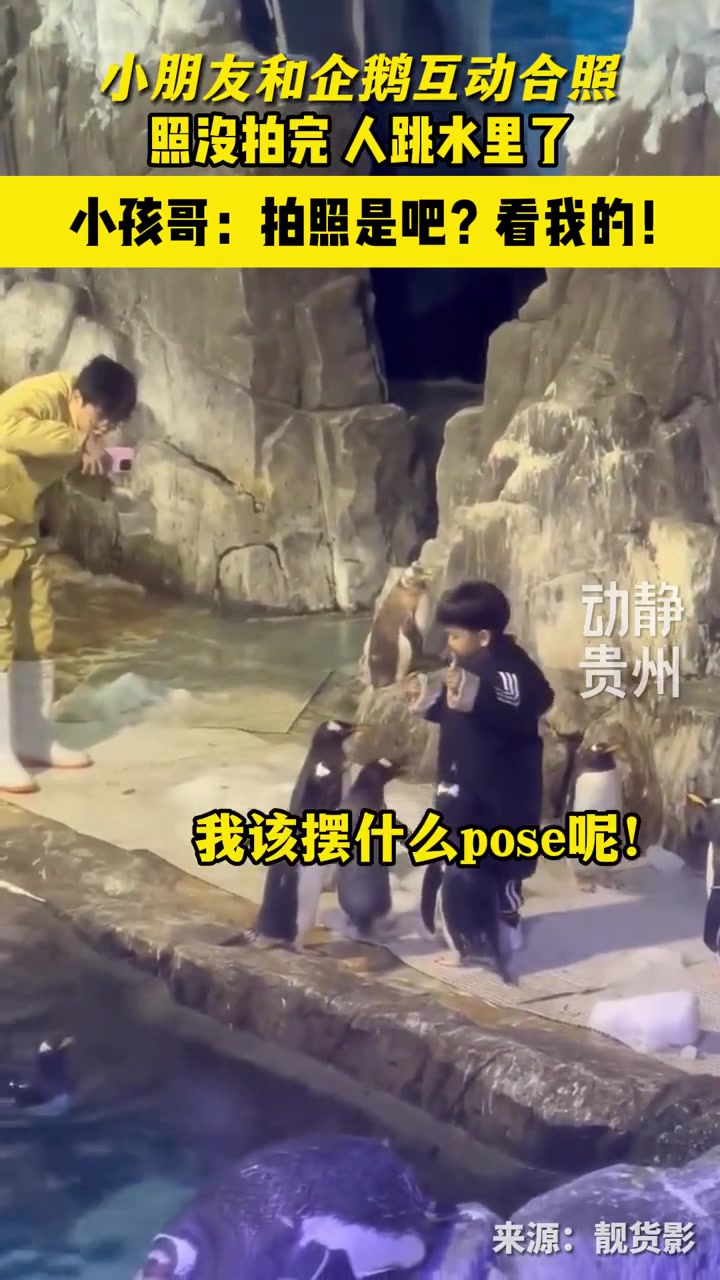 小孩哥和企鹅拍照,照没拍完,人跳水里了 来源:
