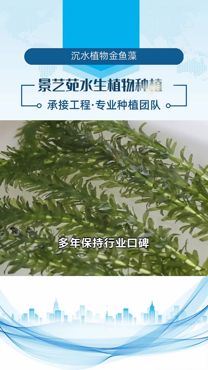 沉水植物金鱼藻