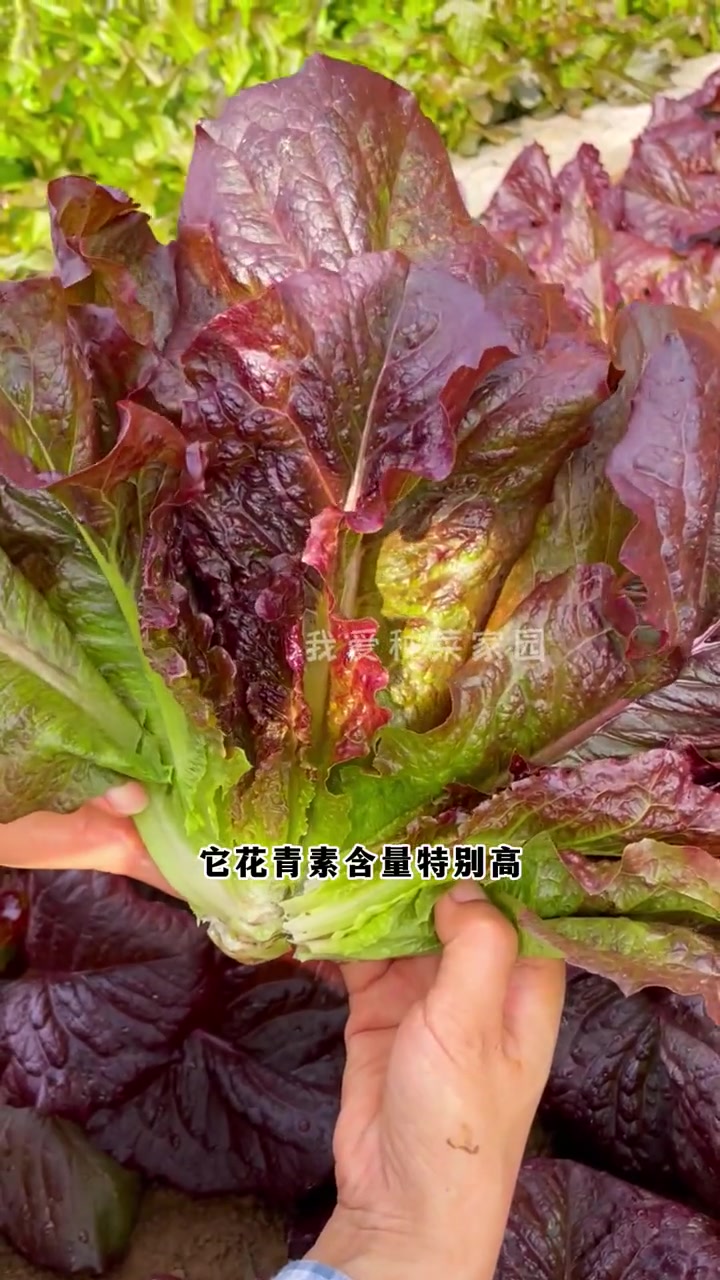 紫色大罗马生菜花青素含量高,春天种生菜就种这个品种 种植的乐趣 自己种菜 我的菜园子 蔬菜