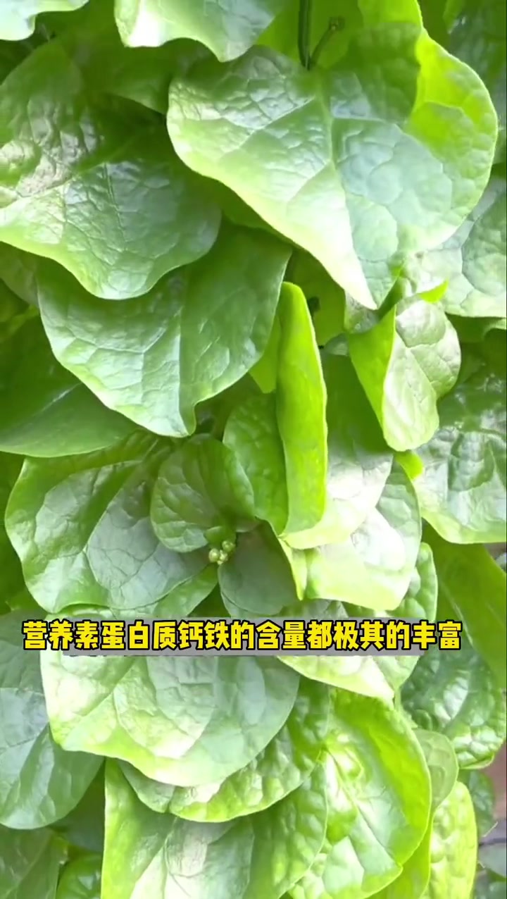 叶子肥厚大如盘,种一棵会爬藤生长的木耳菜,营养价值堪比牛肉