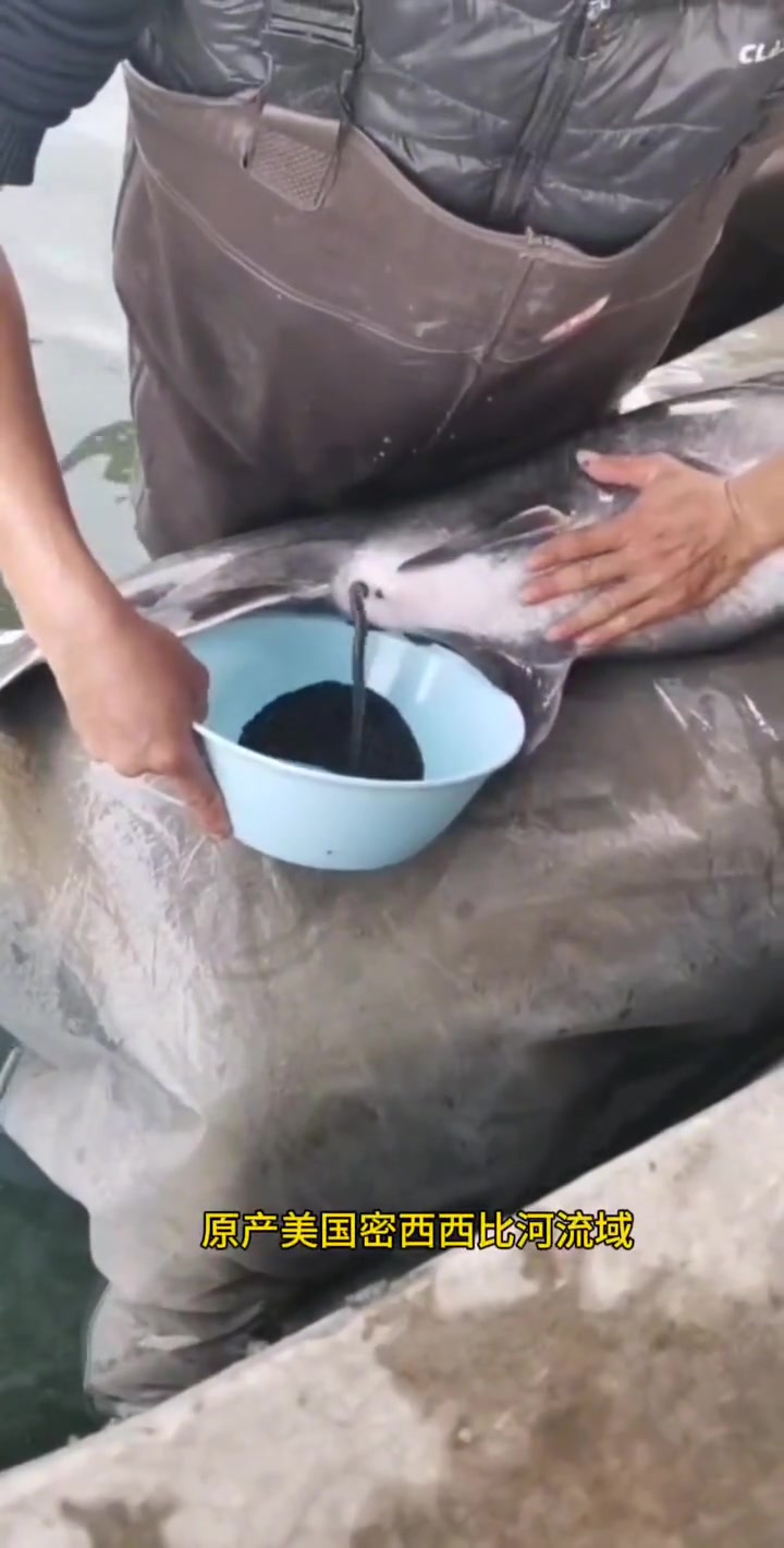 养殖鸭嘴鱼,淡水生长最快的鱼,鸭嘴鱼苗一年生长3-5斤。鸭嘴鱼 养鱼 鸭嘴鱼苗 养殖 鲟鱼