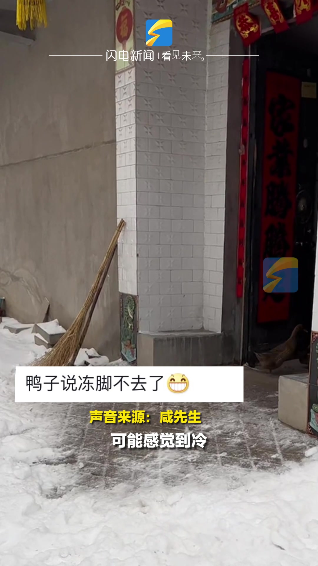 家里的鸭吵着要出门 主人放他们出门后秒回头 鸭:要不今天算了吧 怪冻脚的