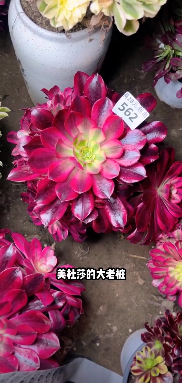 我推荐了 多肉植物莲花掌系列舞天姬大老桩,快来看看!