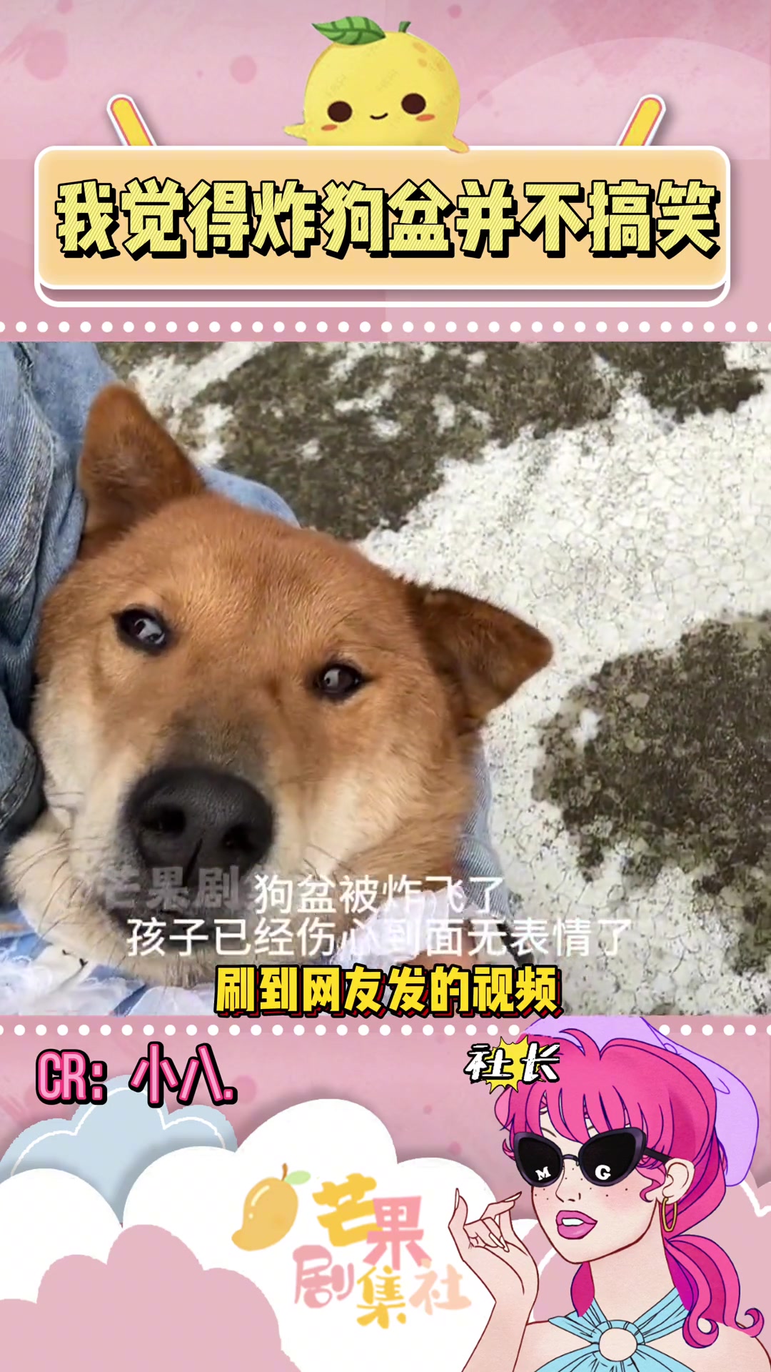 炸狗盆对小狗来说一点也不好笑 小狗 炸狗盆 吐槽 春节