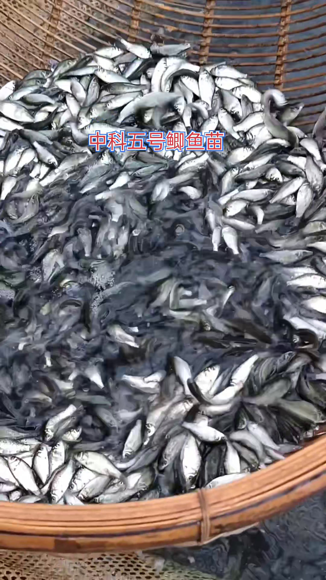 中科五号鲫鱼苗白鲫鱼苗银鲫鱼苗大板鲫鱼苗高背鲫鱼苗